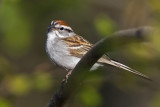 Chipping Sparrow 0129