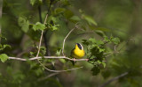 Common Yellowthroat 0796