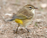 Palm Warbler