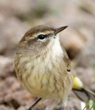 Palm Warbler