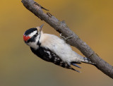 Downy Woodpecker