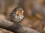 Fox Sparrow