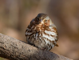 Fox Sparrow