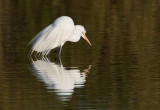 _I3W7552 Great Egret