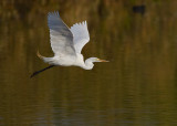 _I3W7562  Great Egret