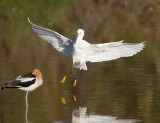 _I3W7580 Snowy Egret