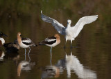 _I3W7582 Snowy Egret