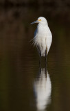 _I3W7603 Great Egret