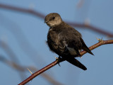 _I3W7668 Northern Rough-winged Swallow