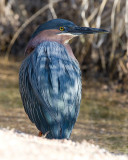 _I3W7721 Green Heron