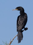 _I3W7741(2)  Neotropic Cormorant