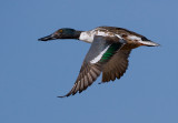 _I3W7817 Northern Shoveler