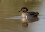 _I3W7834 Green-winged Teal