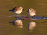 _I3W8058 Least Sandpipers