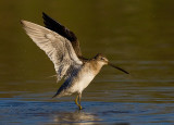 _I3W8166  Long-billed Dowitcher