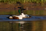 _I3W8192  Northern Shovelers displaying