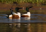 _I3W8194 Northern Shovelers displaying