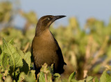 _I3W8677  Great-tailed Grackle female