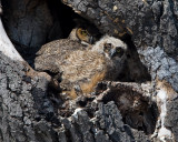 _I3W9570  Great-horned Owls