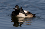 _I3W9689 Greater Scaup