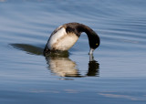 _I3W9740  Greater Scaup