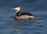 _I3W9810  Horned Grebe female