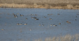 Cackling, Canada and Greater white-fronted Geese