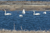 Tundra Swans