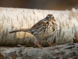 Song Sparrow 0432