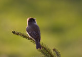 Eastern Phoebe 0341