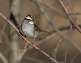 White-throated Sparrow 0408