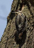 Yellow-bellied Sapsucker 0739