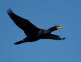 Double-crested Cormorant 1037