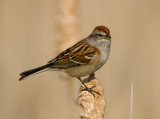 American Tree Sparrow 1194