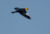 Yellow-headed Blackbird 1557
