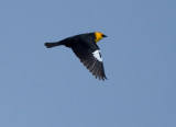 Yellow-headed Blackbird 1564
