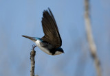 Tree Swallow 1696