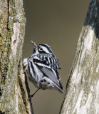 Black and White Warbler 2374