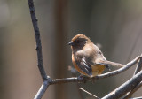 Female Eastern Towhee 2514