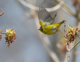 Nashville Warbler 2568