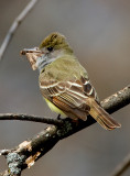 Great-crested Flycatcher 2735