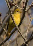 Female Summer Tanager 3277