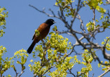 Orchard Oriole 3483