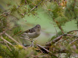 Kinglet 3613