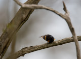 American Redstart 3860