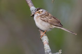 Clay-colored Sparrow 3945.jpg