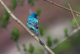 Indigo Bunting 4024.jpg