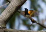 American Redstart 4211.jpg