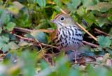 Ovenbird 4441.jpg