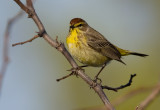 Palm Warbler 4487.jpg